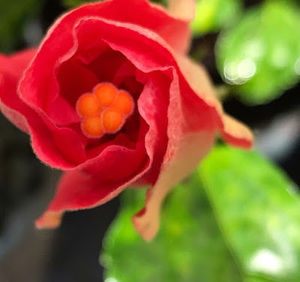 Meet your Posher, Sylvia